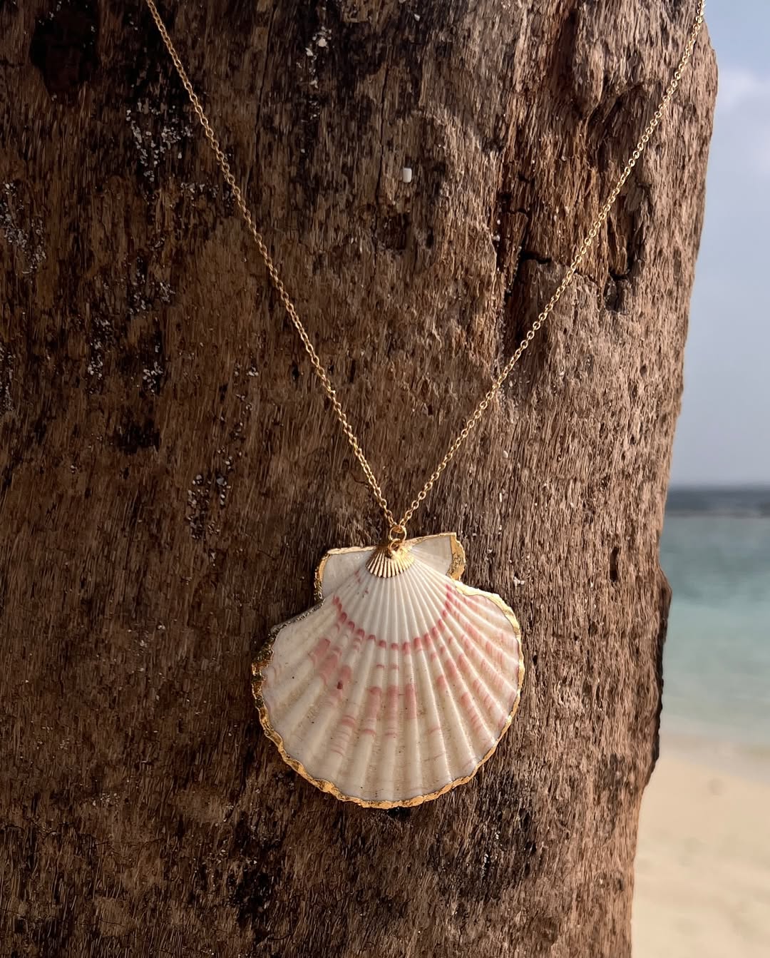 The Striped Clam
