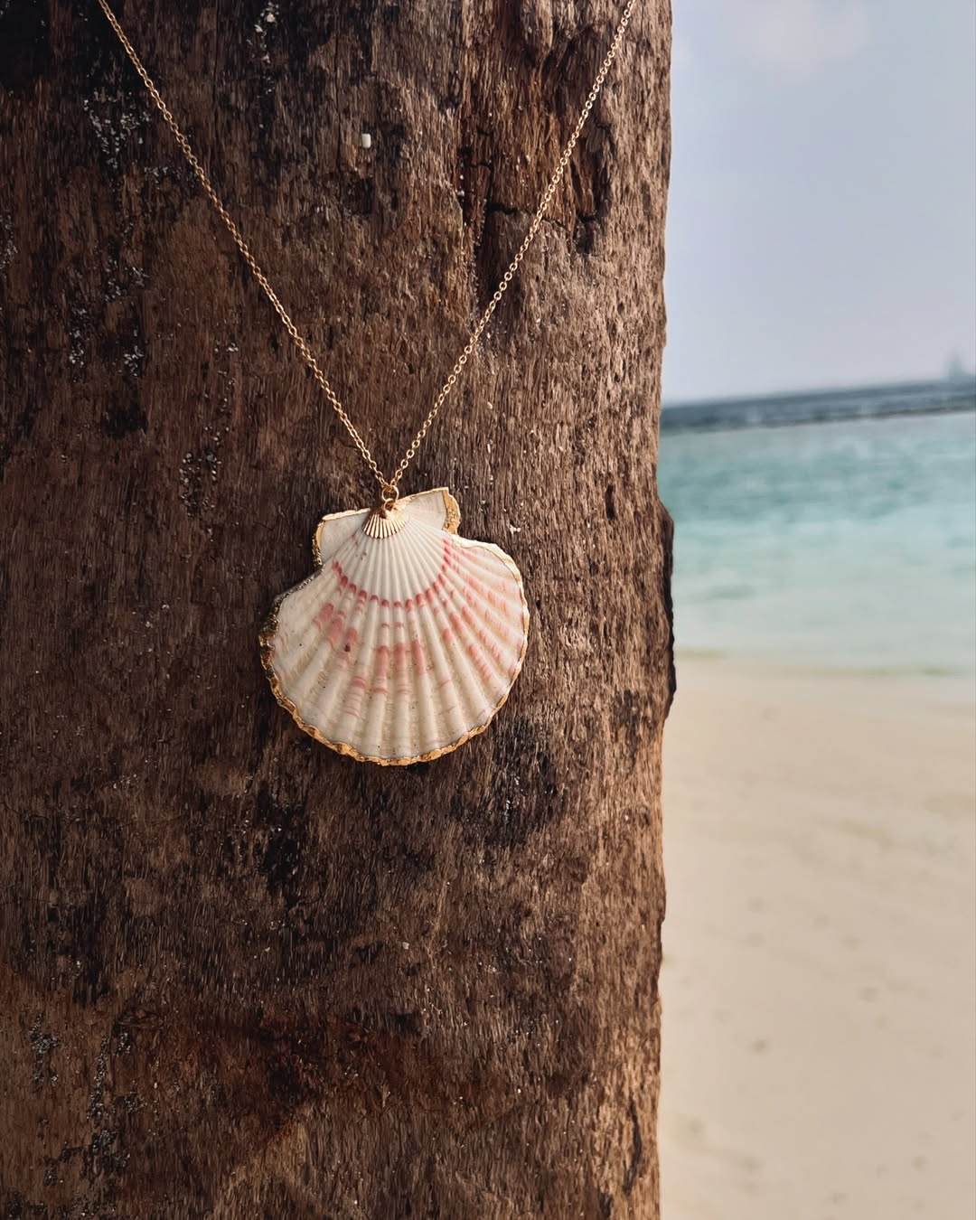 The Striped Clam