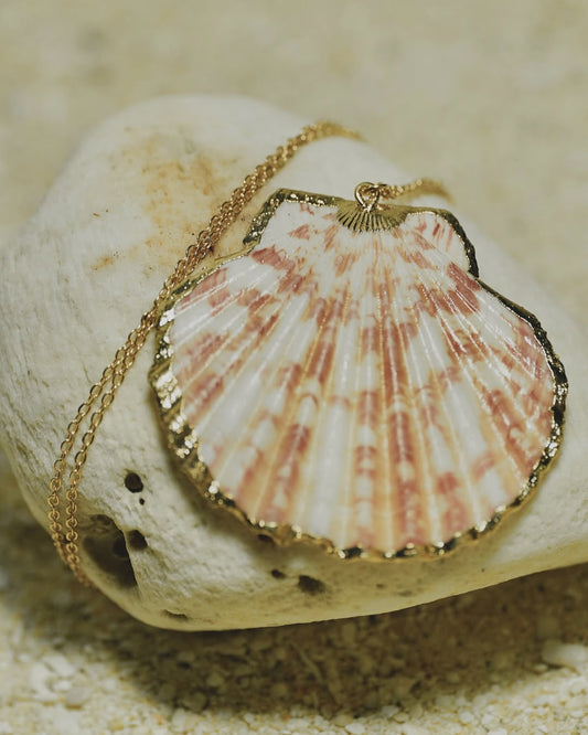 The Striped Clam