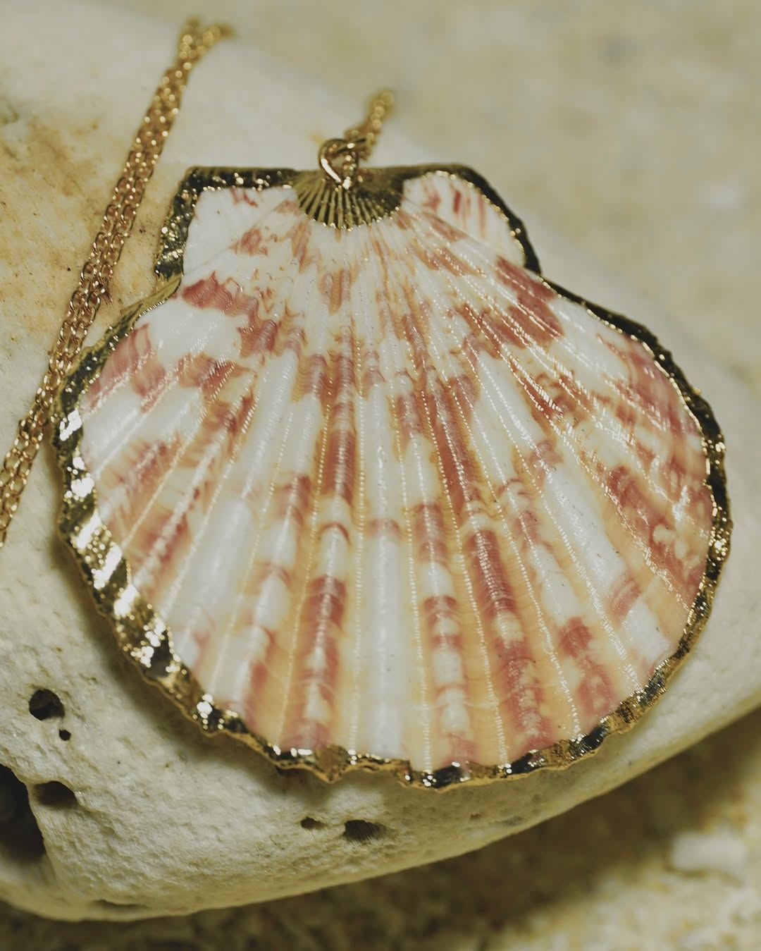 The Striped Clam