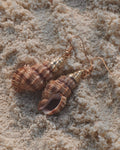 The Golden Swirl