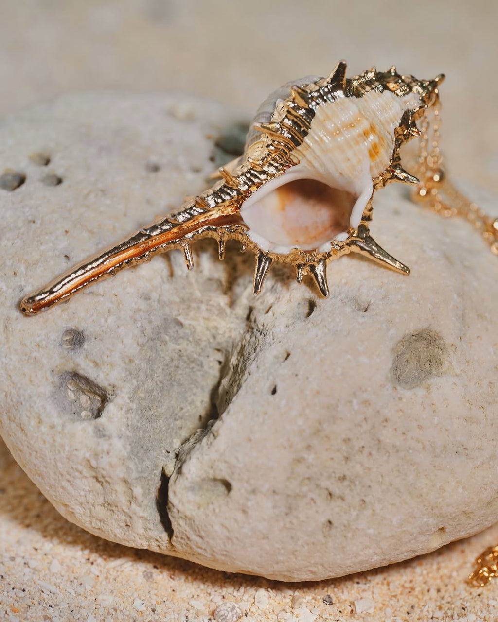 The Striking Conch