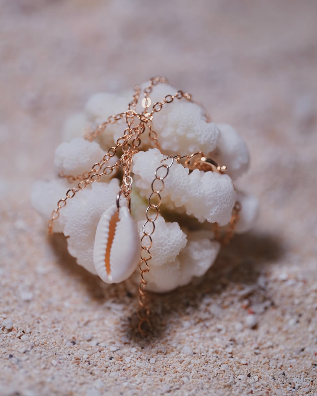 The Elegant Cowrie