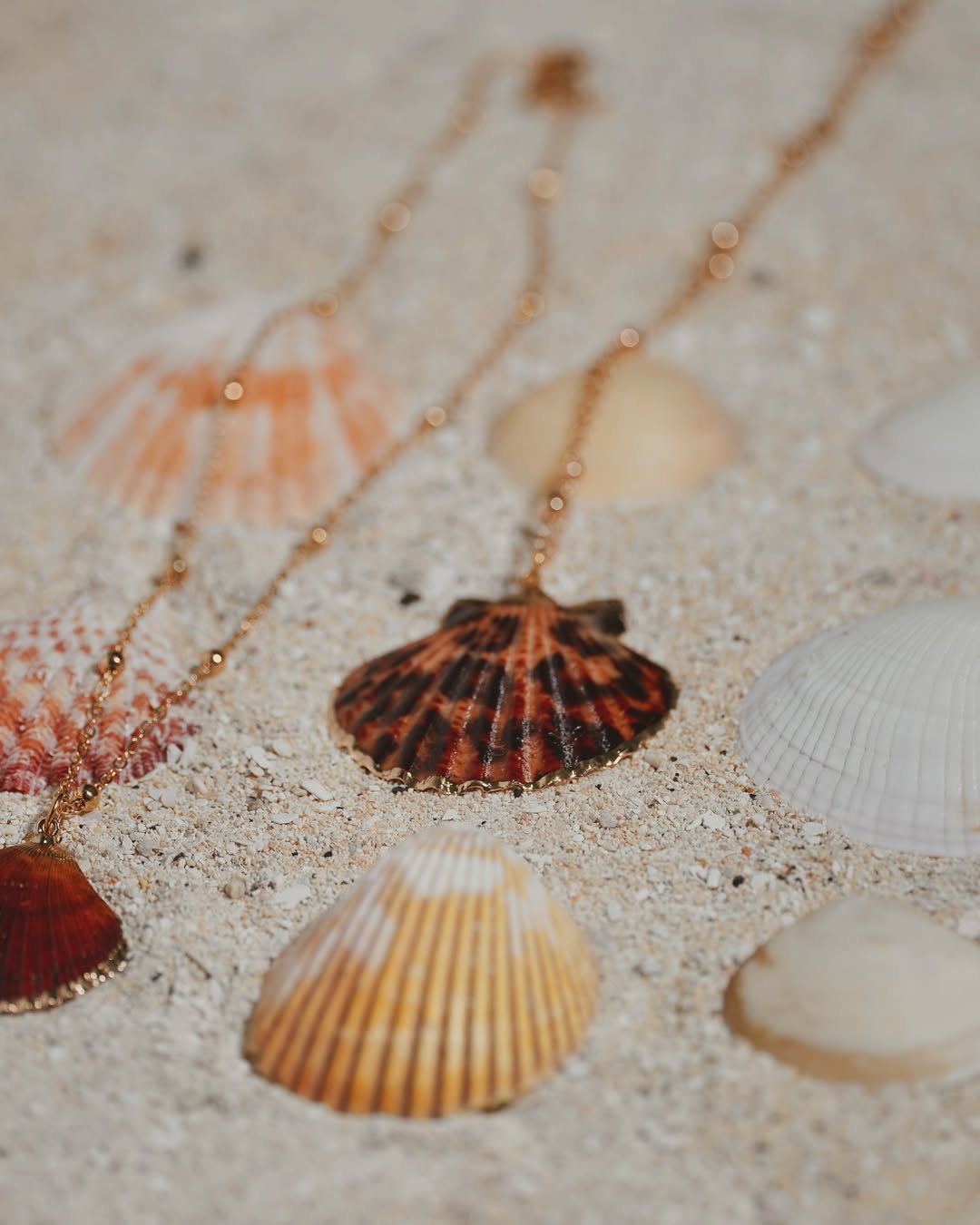 The Leopard Clam