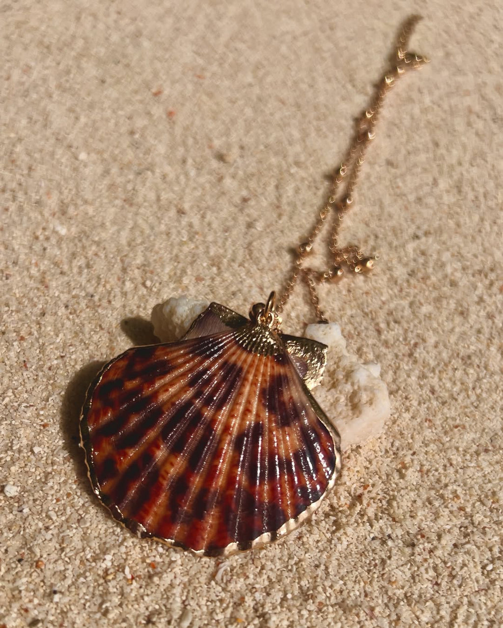 The Leopard Clam
