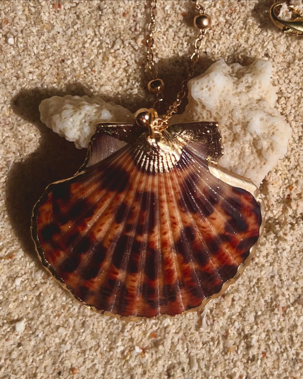 Clam Leopard The Leopard Clam – Atoll Heritage