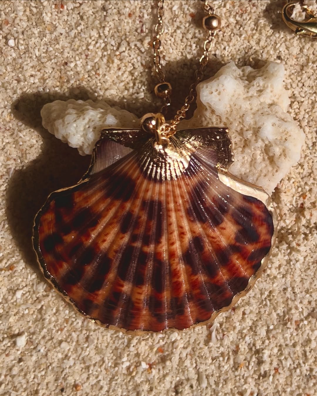 The Leopard Clam