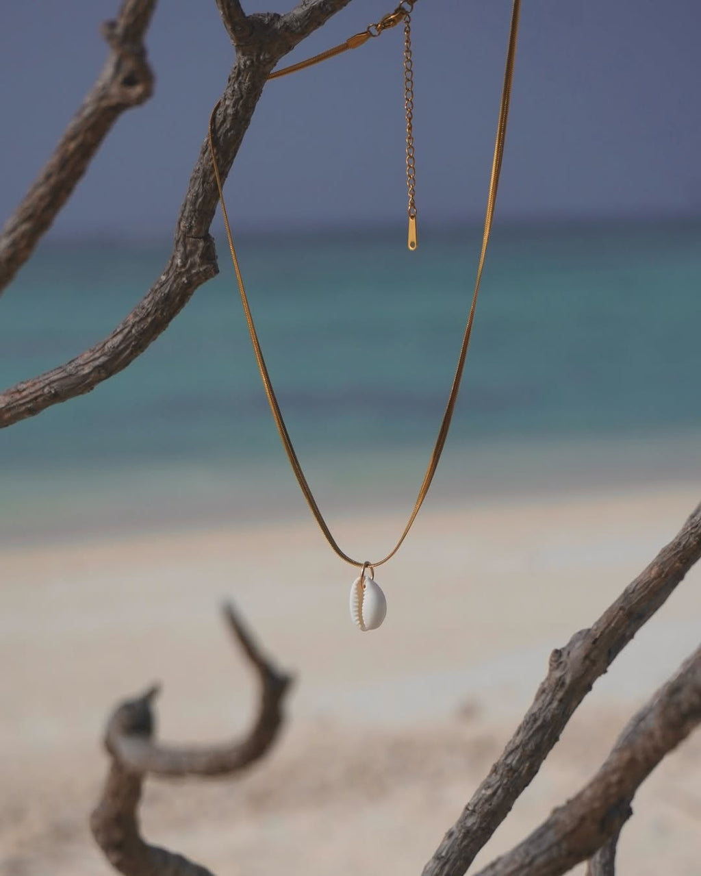 The Elegant Cowrie