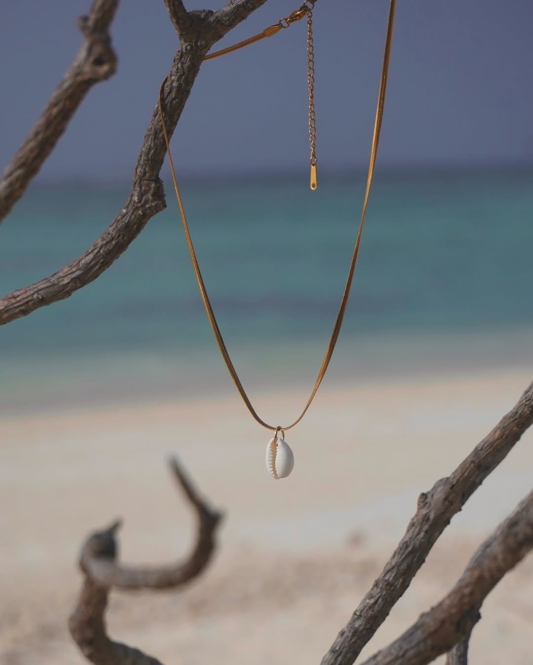 The Elegant Cowrie