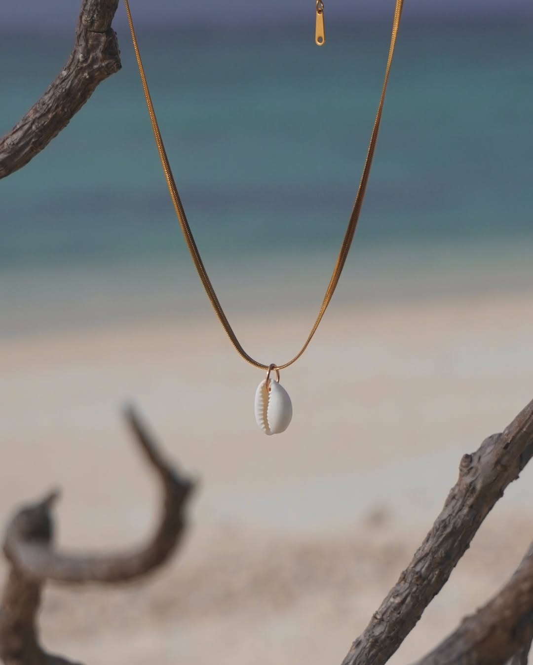 The Elegant Cowrie