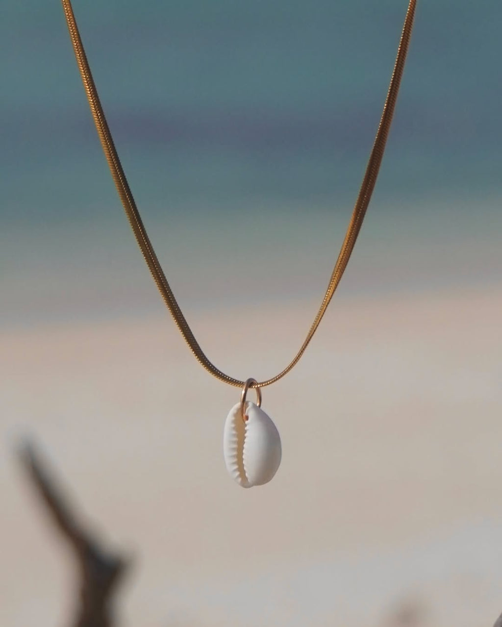 The Elegant Cowrie