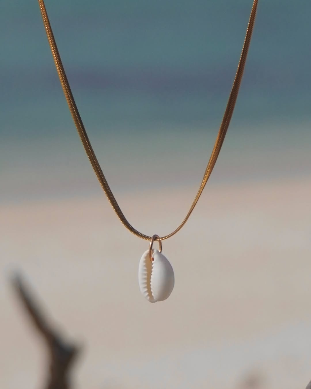 The Elegant Cowrie